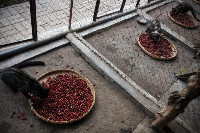 The Most Expensive Coffee in The World is Made From Animal